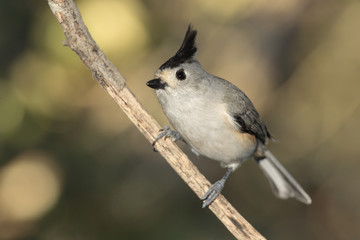 Titmouse posado en una rama