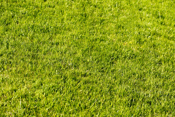 Prato photos, royalty free images, graphics, vectors & videos ... Prato fiorito in inglese