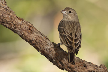 House finch hembra en una rama