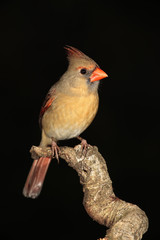Northern cardinal en una rama