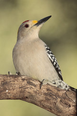 Golden fronted woodpecker posado en un tronco con fondo verde