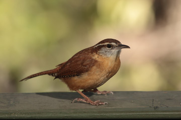 Carolina wren en una rama