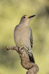 Golden fronted woodpecker posado en una rama con fondo verde