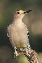 Golden fronted woodpecker posado en una rama con fondo verde