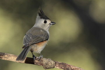 Titmouse posado en una rama