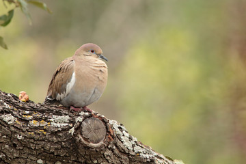 White winged dove introducción asiática en América