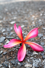 pink frangipani flower