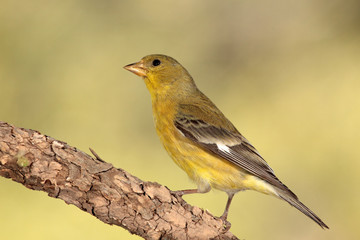 Lesser goldfinch hembra en una rama posado fijate
