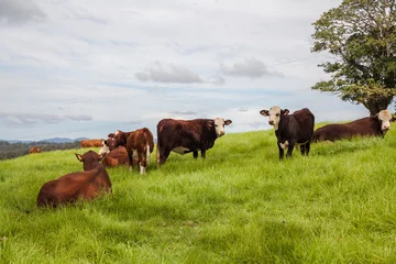 Crédence de cuisine en plexiglas Vache Ranch de bétail du Queensland