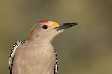 Golden fronted woodpecer con fondo verde