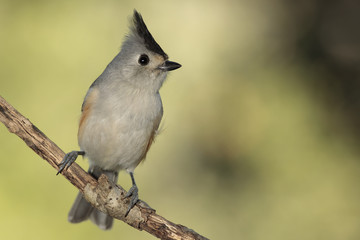 Titmouse posado en una rama