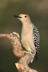 Golden fronted woodpecker posado en una rama con fondo verde