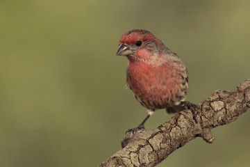 House finch macho en una rama