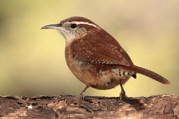Carolina wren en una rama