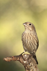 House finch hembra en una rama