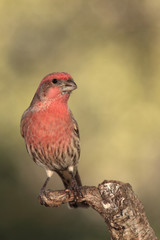 House finch en una rama 
