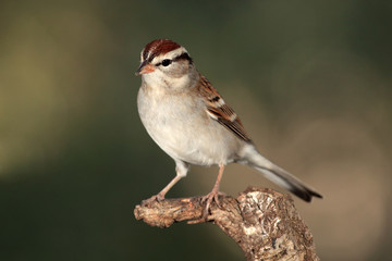 Chipping sparrow en una rama