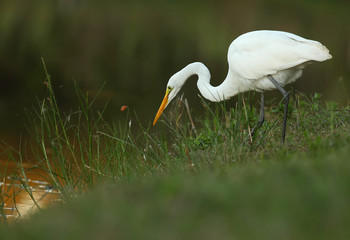 Garceta grande en Palmetto state park
