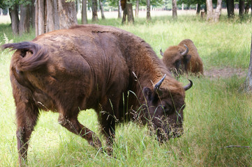 Fototapeta premium grazing bison