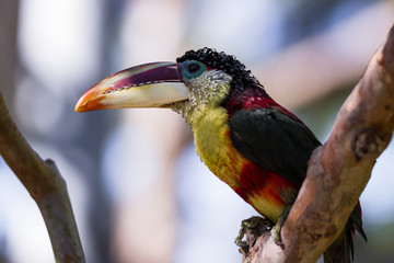 Curl-crested aracari (Pteroglossus beauharnaesii)