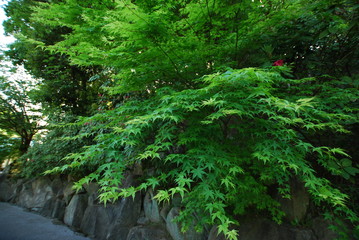Fototapeta premium Japanese Maple at Japanese garden