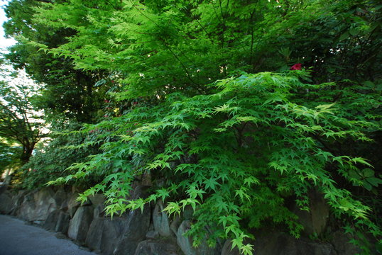 Japanese Maple at Japanese garden