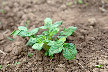 growth green potato