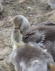 Two fluffy young gooses close up
