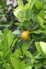 ripe orange hangs on the tree