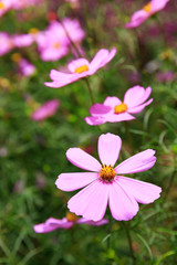 cosmos flowers