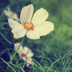 Obraz premium cosmos flower