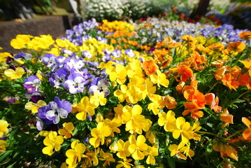 Obraz premium Pansy at Japanese park