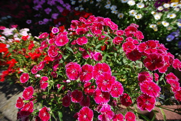 Pansy at Japanese park