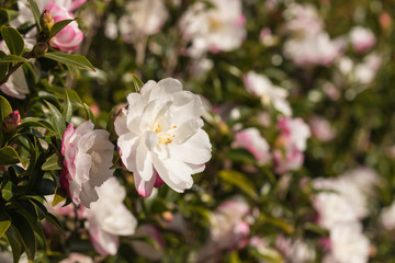 Obraz na płótnie Canvas close up of pink camellia shrub in bloom