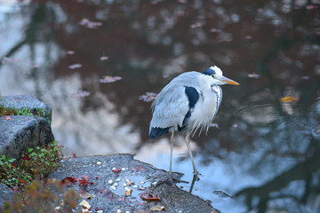 bird in garden