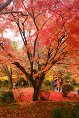 maple in kyoto