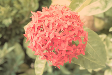 Fototapeta premium Rubiaceae flower background