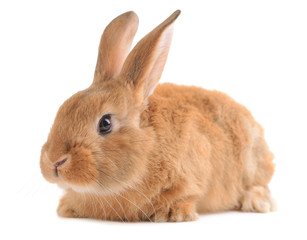 Little rabbit isolated on white