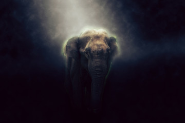 Photo HDR d& 39 éléphant