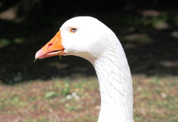 Hausgans im Frühling