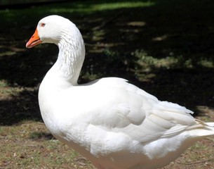 Hausgans im Frühling