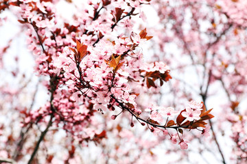 Blooming tree twigs with pink flowers in spring close up