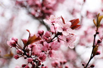 Blooming tree twigs with pink flowers in spring close up