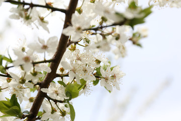 Blooming cherry tree twigs in spring close up