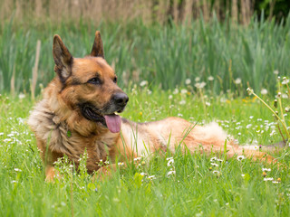 schäferhund auf grüner wiese