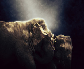 HDR photo of elephant