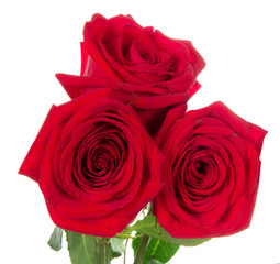 Beautiful three red roses