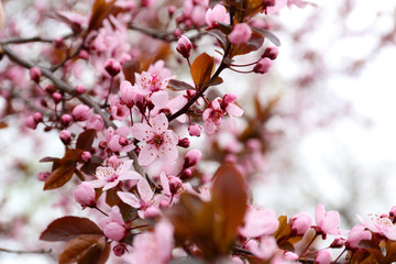 Blooming tree twigs with pink flowers in spring close up