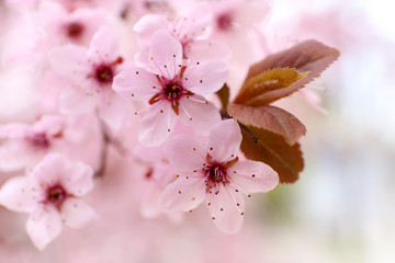 Blooming tree twigs with pink flowers in spring close up