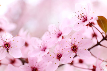 Blooming tree twigs with pink flowers in spring close up